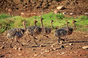 Ostrich: South African ostriches (Struthio camelus australis)