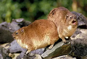 Procavia: SOUTH AFRICAN ROCK HYRAX