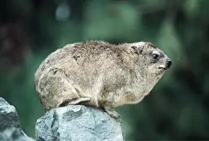 Kenneth Hoyle: SOUTH AFRICAN ROCK HYRAX / DASSIE - on rock