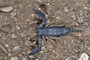 Limpopo: South African Scorpion (Opisthacanthus asper) a