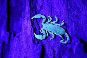 Fluorescence: South African Scorpion (Opisthacanthus asper) i