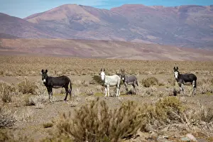 Donkey: South America, Argentina, Jujuy, Salinas