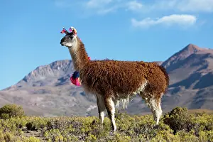 Puna: South America, Argentina, Province Jujuy