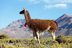 Puna: South America, Argentina, Province Jujuy