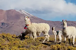 Puna: South America, Argentina, Province Jujuy