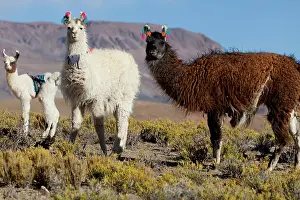Puna: South America, Argentina, Province Jujuy