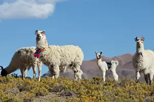 Puna: South America, Argentina, Province Jujuy