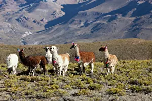 Puna: South America, Argentina, Province Jujuy