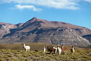 Puna: South America, Argentina, Province Jujuy