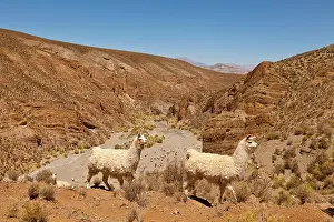 Puna: South America, Argentina, Province Jujuy