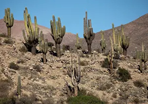 Riegel: South America, Argentina, Province Jujuy