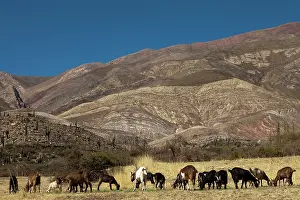 Riegel: South America, Argentina, Province Jujuy