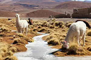 Llama: South America, Argentina, Province Salta