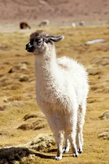 Llama: South America, Argentina, Province Salta