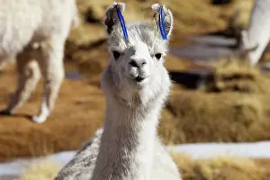 Llama: South America, Argentina, Province Salta