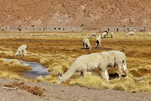 Llama: South America, Argentina, Province Salta