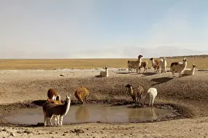 Llama: South America, Argentina, Province Salta