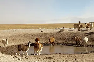 Llama: South America, Argentina, Province Salta