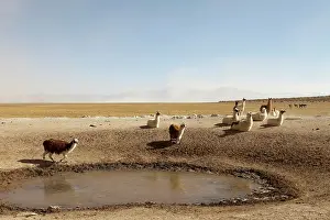 Llama: South America, Argentina, Province Salta