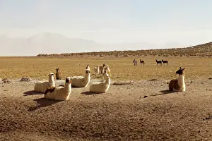 Llama: South America, Argentina, Province Salta
