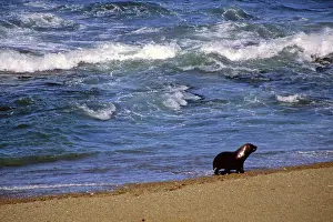 Patagonian: South America, Argentina, Valdes Peninsula