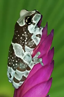 Dennis: South America, Brazil, Amazon Basin. Close-up