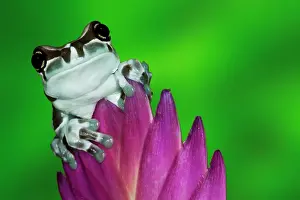 Dennis: South America, Brazil, Amazon Basin. Close-up