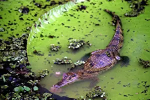 Blanco: South America, Brazil, Amazon. Spectacled