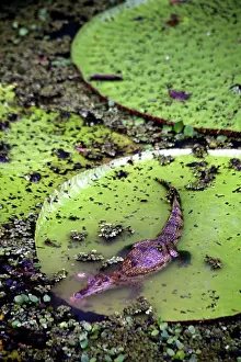 Blanco: South America, Brazil, Amazon. Spectacled