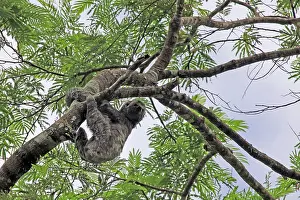 Canopy: South America, Brazil, Amazon. Three-toed