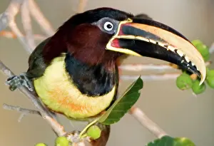 Williams: South America, Brazil. Chestnut-eared aracari