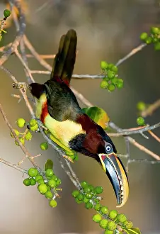 Williams: South America, Brazil. Chestnut-eared aracari