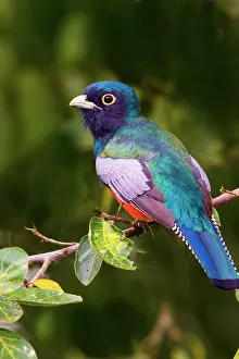 Williams: South America, Brazil. Close-up of the blue-crowned