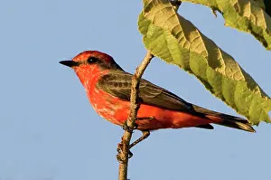 Williams: South America, Brazil. Close-up of vermillion