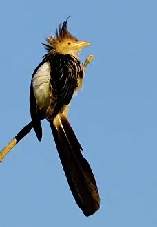 Williams: South America, Brazil. Guira cuckoo on limb