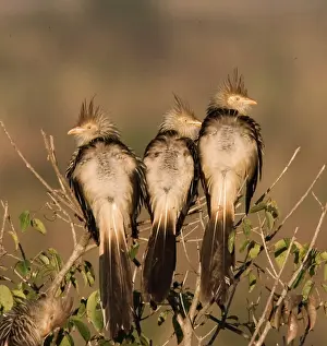 Williams: South America, Brazil. Three guira cuckoos