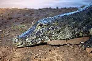 Caiman: South America, Brazil, Pantanal