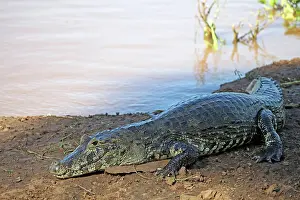 Caiman: South America, Brazil, Pantanal