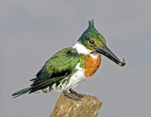 Williams: South America, Brazil, Pantanal. Amazon