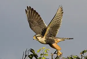 Williams: South America, Brazil, Pantanal. American