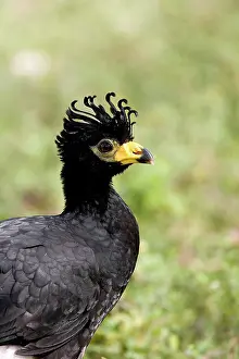 Williams: South America, Brazil, Pantanal. Bare-faced