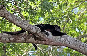 Wounded: South America, Brazil, Pantanal. A Black