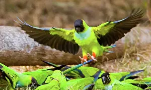 Williams: South America, Brazil, Pantanal. Black-hooded