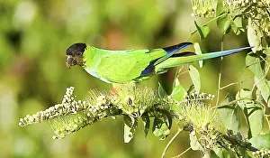 Williams: South America, Brazil, Pantanal. Black-hooded