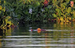 Hidden: South America, Brazil, Pantanal. A caiman