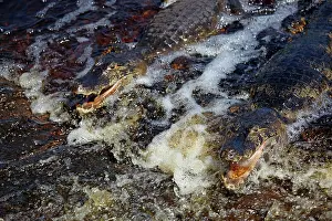 Caiman: South America, Brazil, Pantanal. Caiman