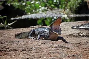 Caiman: South America, Brazil, Pantanal. Caiman