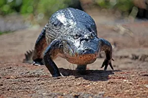 Caiman: South America, Brazil, Pantanal. Caiman