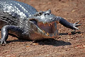 Caiman: South America, Brazil, Pantanal. Caiman