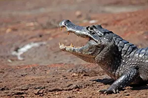 Caiman: South America, Brazil, Pantanal. Caiman